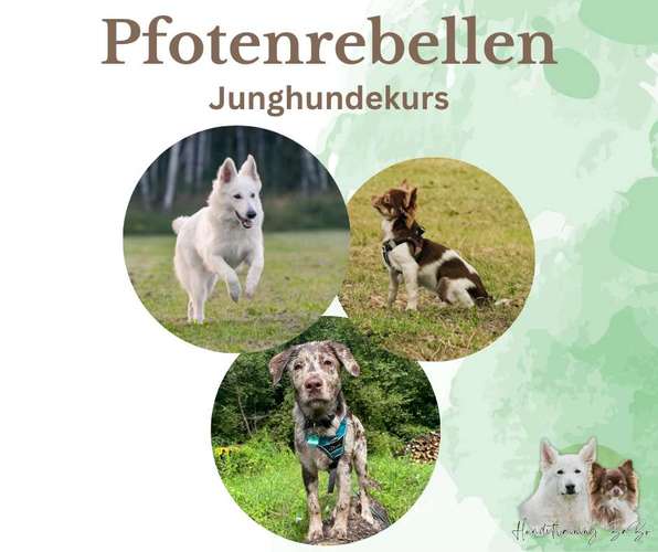 Hundeauslaufgebiet-Hundetraining BaBo-Bild