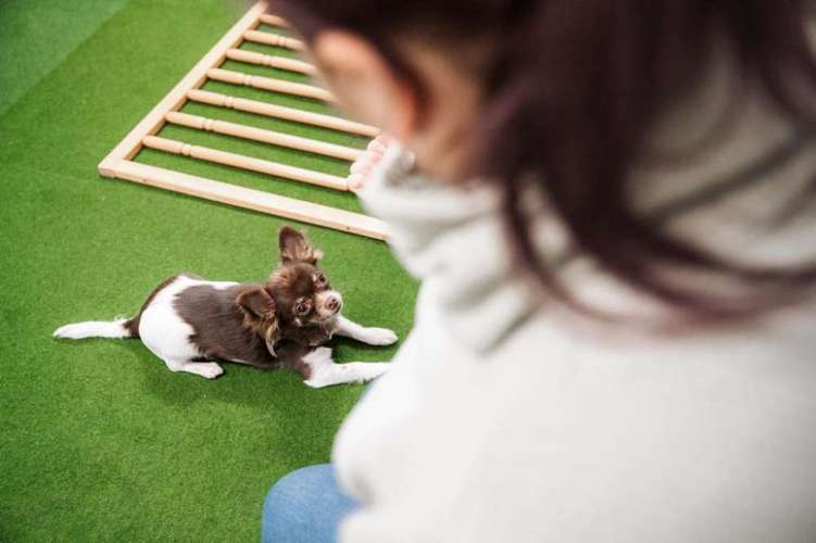 Hundeauslaufgebiet-Hundetraining BaBo-Bild