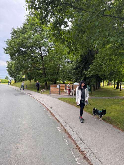 Hundeauslaufgebiet-Hundetraining BaBo-Bild