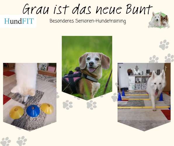 Hundeauslaufgebiet-Hundetraining BaBo-Bild