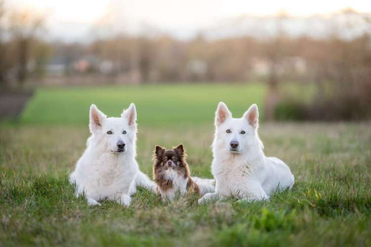 Hundeauslaufgebiet-Hundetraining BaBo-Bild
