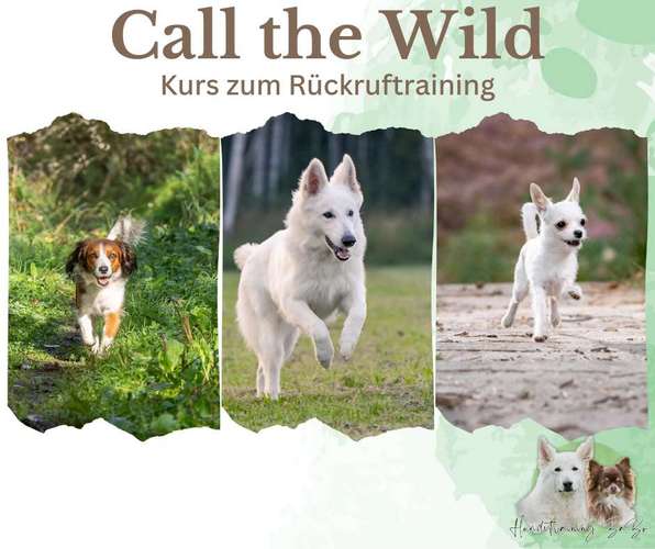 Hundeauslaufgebiet-Hundetraining BaBo-Bild