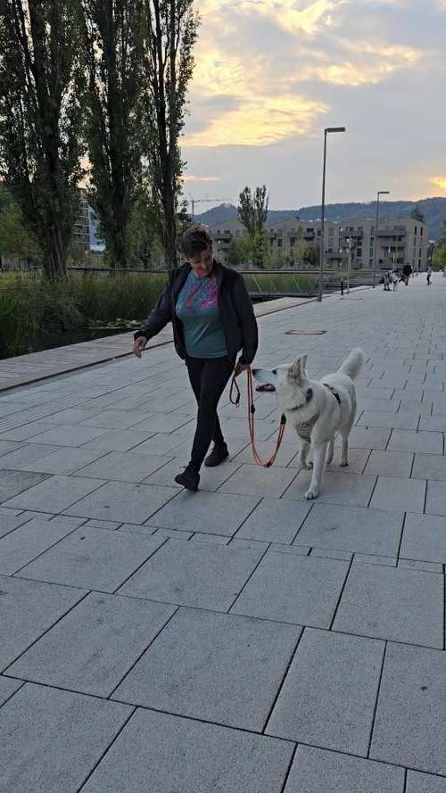 Hundeauslaufgebiet-Hundetraining BaBo-Bild