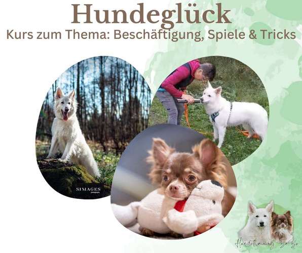 Hundeauslaufgebiet-Hundetraining BaBo-Bild