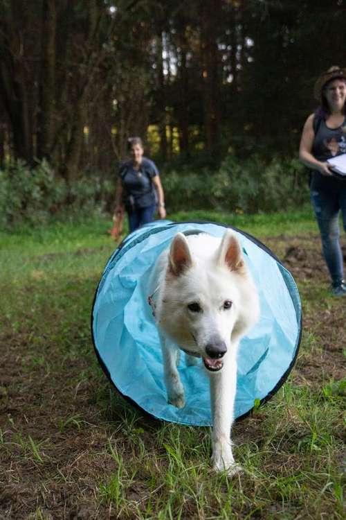 Hundeauslaufgebiet-Hundetraining BaBo-Bild