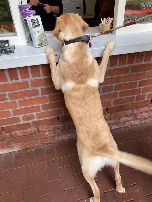 Hundeauslaufgebiet-Gassi-Kiosk-Bild