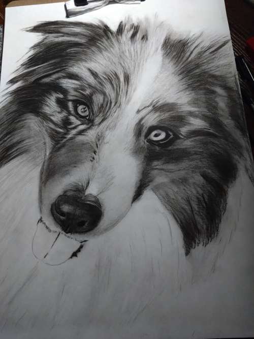 Hundeauslaufgebiet-Art by Hc Tierportraits-Bild