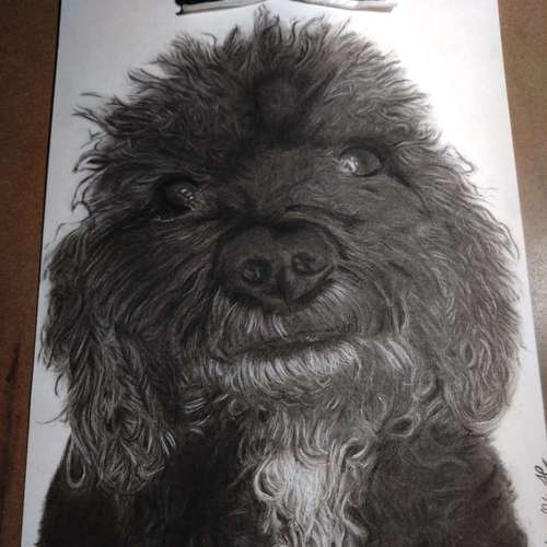 Hundeauslaufgebiet-Art by Hc Tierportraits-Bild