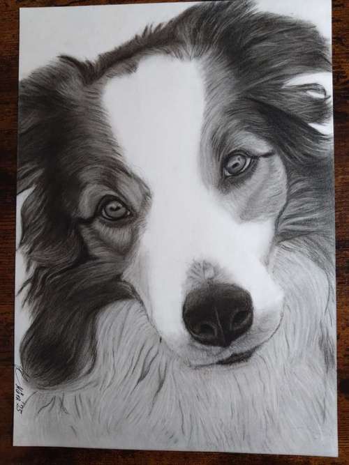 Hundeauslaufgebiet-Art by Hc Tierportraits-Bild