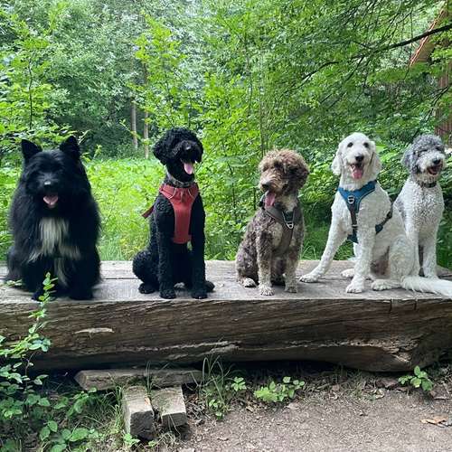 Hundeauslaufgebiet-Hundeberg-Bild