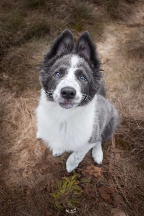 Hundeauslaufgebiet-Lea Müller Fotografie-Bild