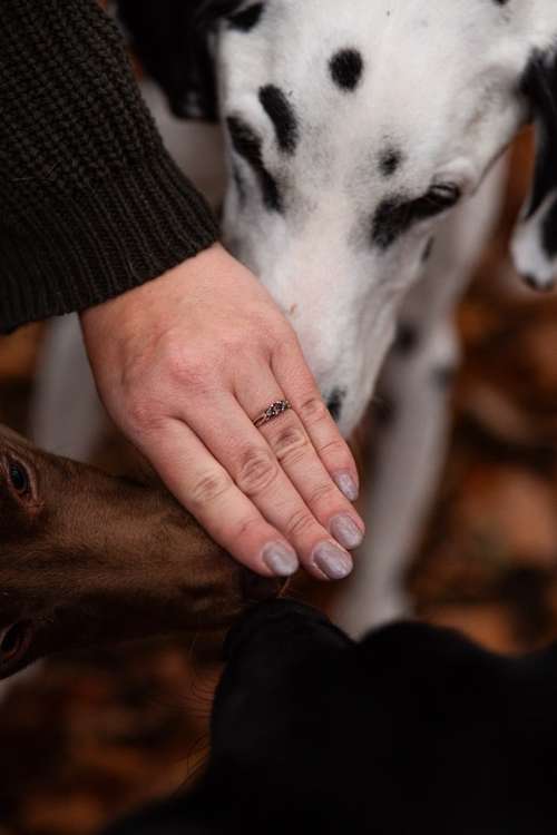 Hundeauslaufgebiet-Lea Müller Fotografie-Bild