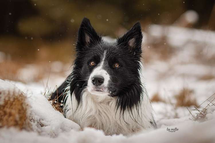 Hundeauslaufgebiet-Lea Müller Fotografie-Bild
