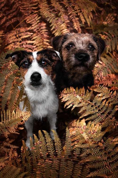 Hundeauslaufgebiet-Lea Müller Fotografie-Bild