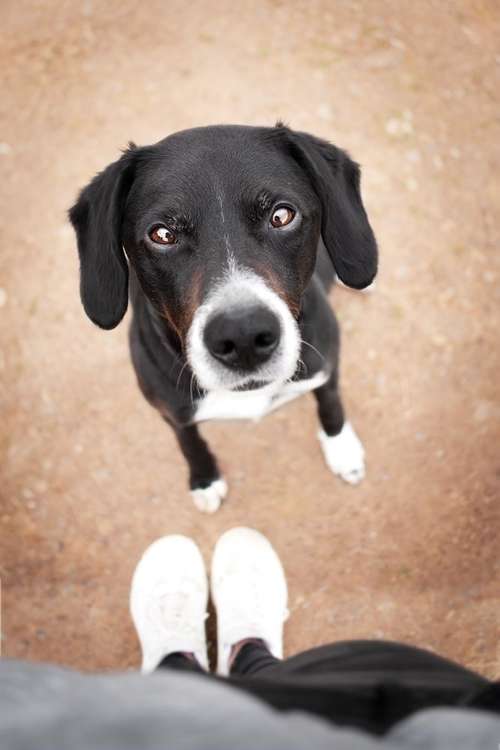 Hundeauslaufgebiet-Lea Müller Fotografie-Bild