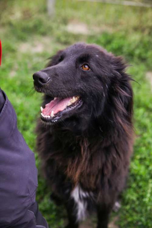 Hundeauslaufgebiet-Balu - Adopt a pet-Bild