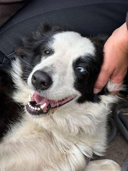 Hundeauslaufgebiet-Balu - Adopt a pet-Bild