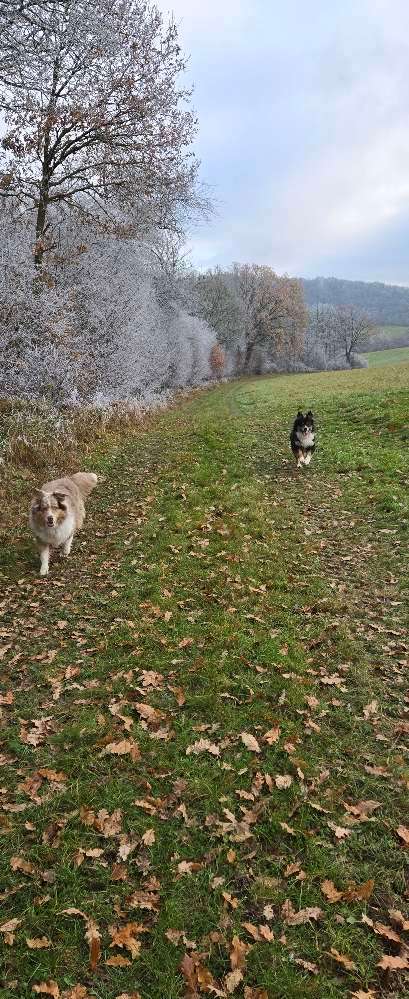 Hundeauslaufgebiet-Martin Rütter HS Koblenz-Neuwied-Bild