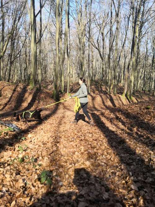 Hundeauslaufgebiet-Martin Rütter HS Koblenz-Neuwied-Bild