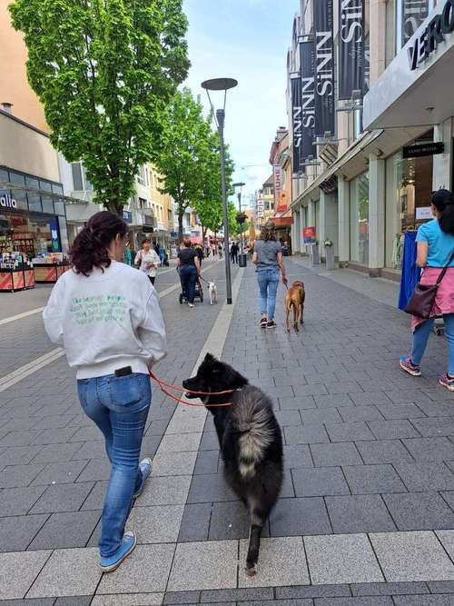 Hundeauslaufgebiet-Martin Rütter HS Koblenz-Neuwied-Bild