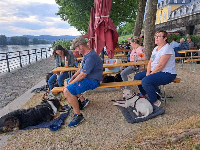 Hundeauslaufgebiet-Martin Rütter HS Koblenz-Neuwied-Bild