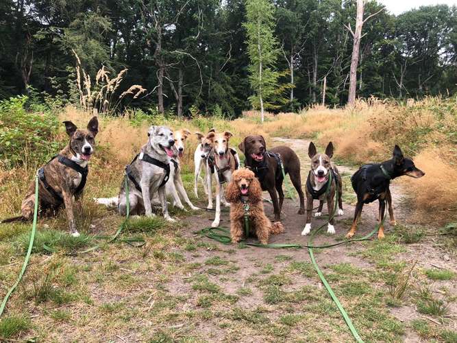 Hundeauslaufgebiet-Die Hundewohngemeinschaft-Bild