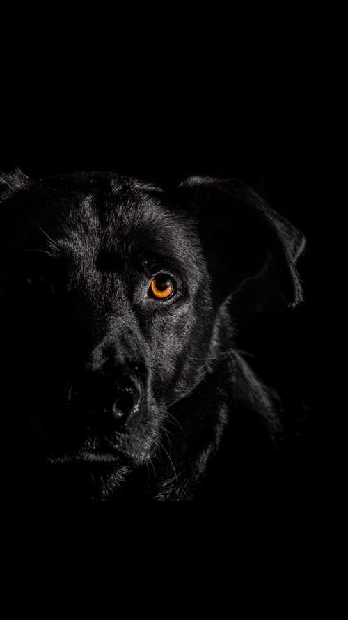 Hundeauslaufgebiet-Anna Koszescha Fotografie-Bild