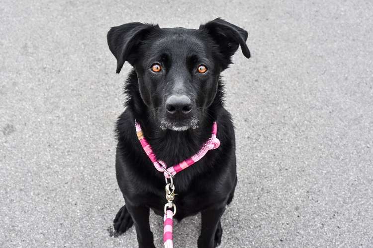 Hundeauslaufgebiet-Anna Koszescha Fotografie-Bild