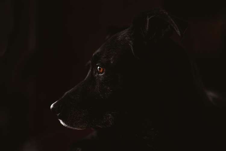 Hundeauslaufgebiet-Anna Koszescha Fotografie-Bild