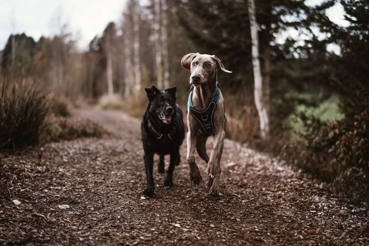 Hundeauslaufgebiet-Anna Koszescha Fotografie-Bild