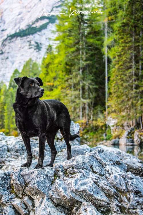 Hundeauslaufgebiet-Anna Koszescha Fotografie-Bild