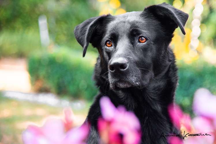 Hundeauslaufgebiet-Anna Koszescha Fotografie-Bild