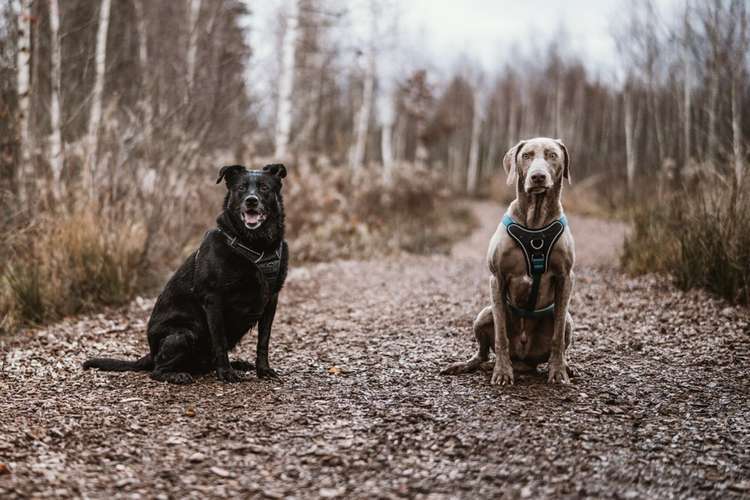 Hundeauslaufgebiet-Anna Koszescha Fotografie-Bild