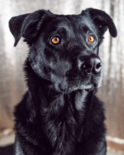 Hundeauslaufgebiet-Anna Koszescha Fotografie-Bild