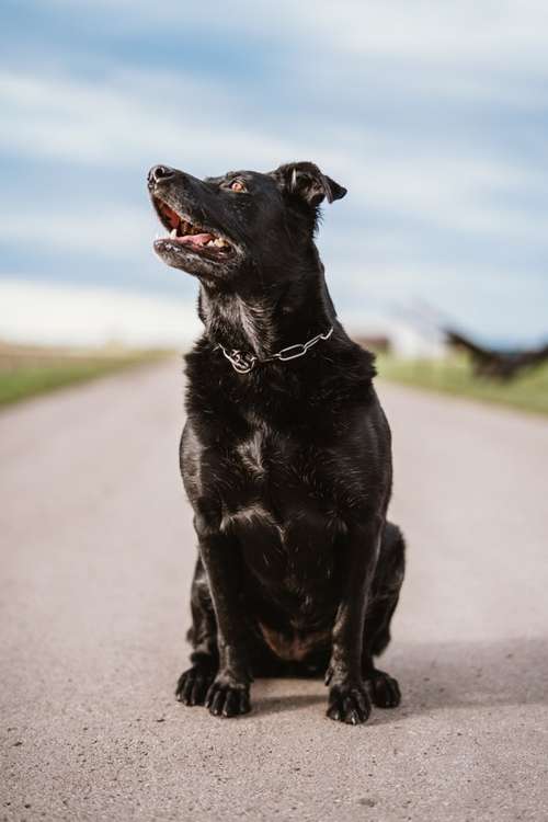 Hundeauslaufgebiet-Anna Koszescha Fotografie-Bild