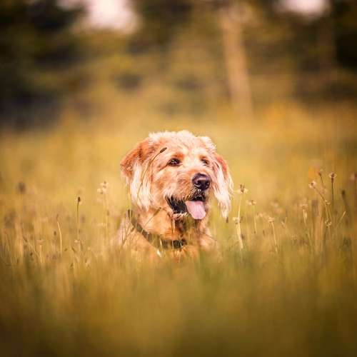 Hundeauslaufgebiet-Sophia Schempp Photography-Bild