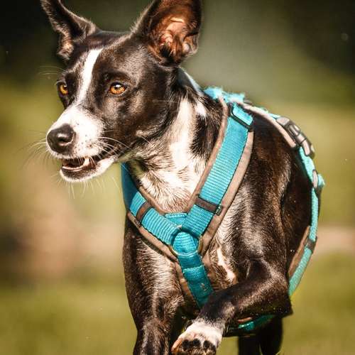 Hundeauslaufgebiet-Sophia Schempp Photography-Bild