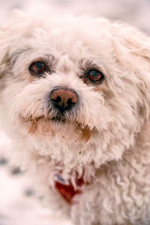 Hundeauslaufgebiet-Sophia Schempp Photography-Bild