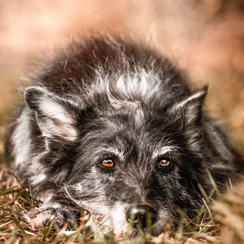Hundeauslaufgebiet-Sophia Schempp Photography-Bild
