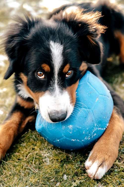 Hundeauslaufgebiet-Sophia Schempp Photography-Bild