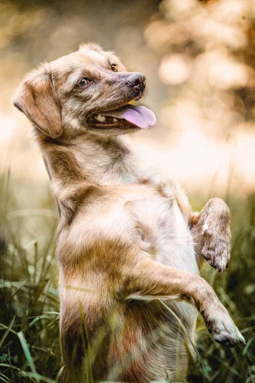 Hundeauslaufgebiet-Sophia Schempp Photography-Bild