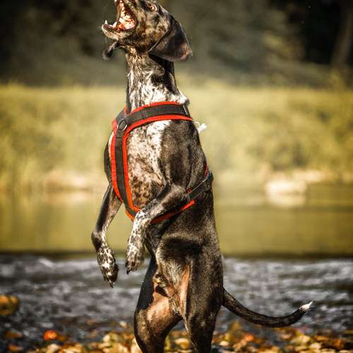Hundeauslaufgebiet-Sophia Schempp Photography-Bild