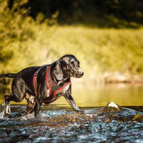 Hundeauslaufgebiet-Sophia Schempp Photography-Bild
