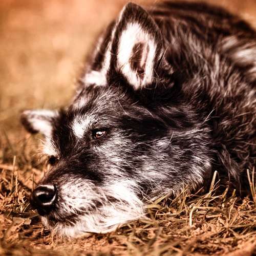 Hundeauslaufgebiet-Sophia Schempp Photography-Bild