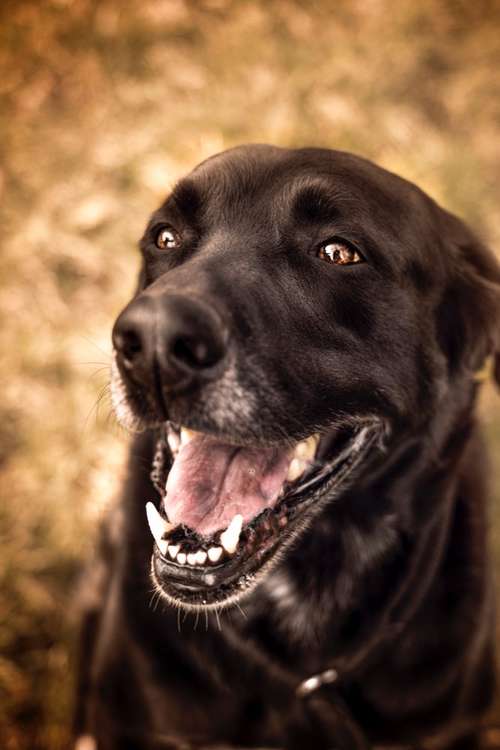 Hundeauslaufgebiet-Sophia Schempp Photography-Bild