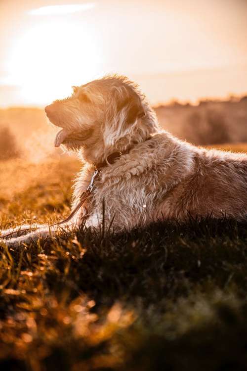 Hundeauslaufgebiet-Sophia Schempp Photography-Bild