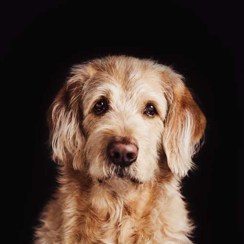 Hundeauslaufgebiet-Sophia Schempp Photography-Bild