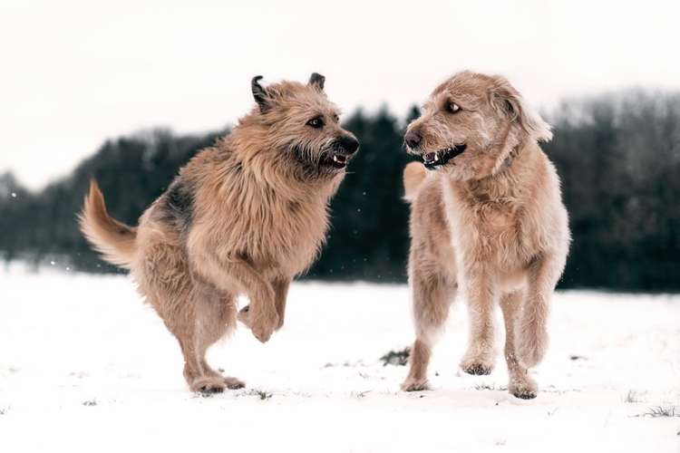 Hundeauslaufgebiet-Sophia Schempp Photography-Bild