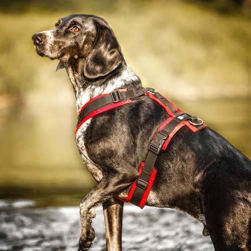Hundeauslaufgebiet-Sophia Schempp Photography-Bild
