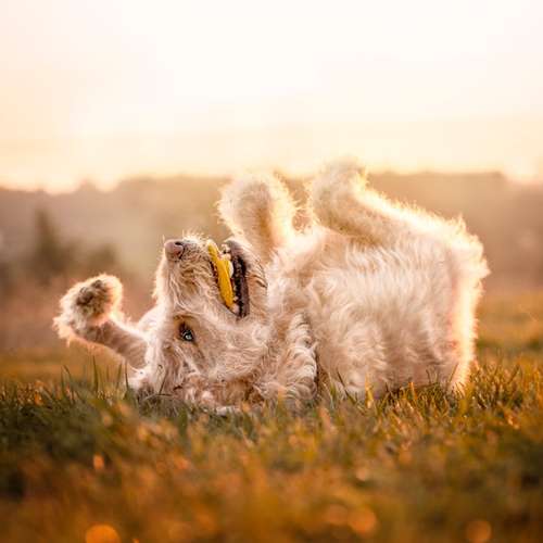 Hundeauslaufgebiet-Sophia Schempp Photography-Bild